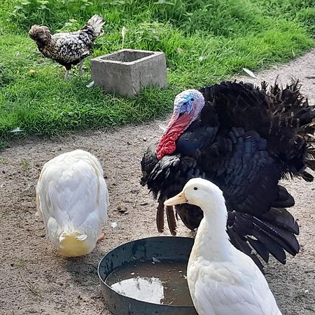 Le Paddock Du Val De Lys Otel Blessy Dış mekan fotoğraf