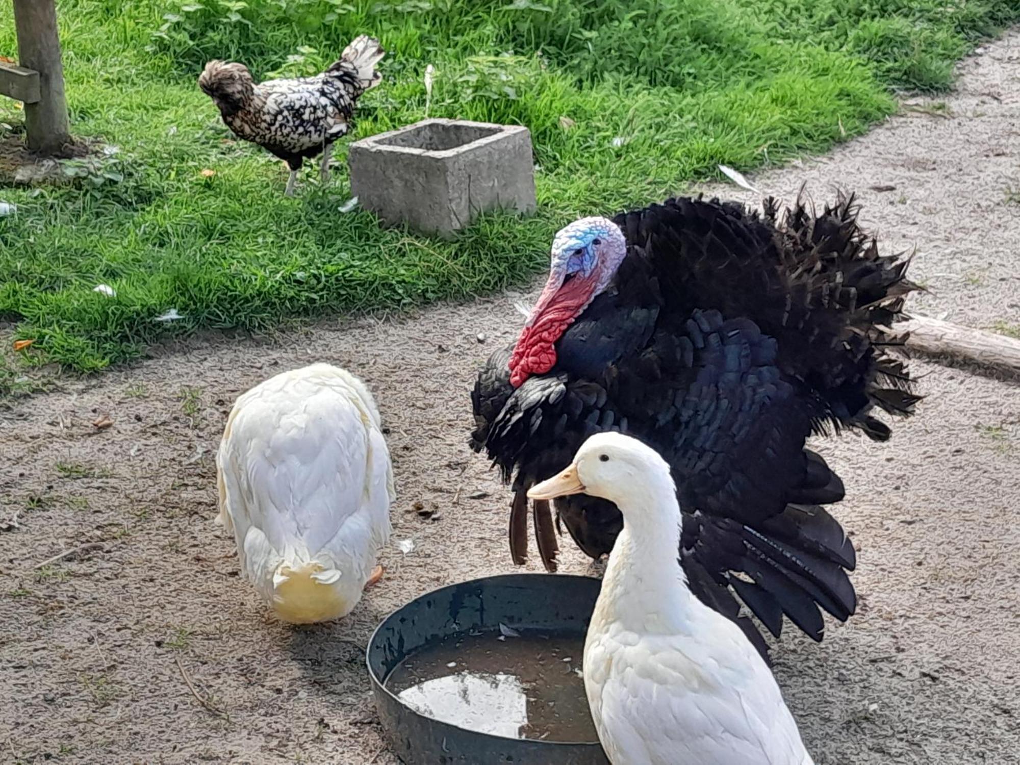 Le Paddock Du Val De Lys Otel Blessy Dış mekan fotoğraf